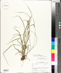 Carex triangularis image