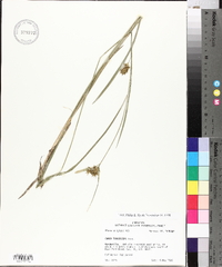 Carex turgescens image