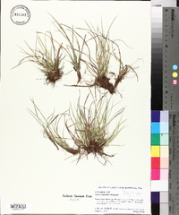 Carex umbellata image