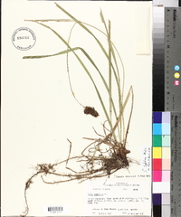 Carex typhina image