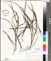 Carex typhina image