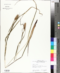 Carex typhina image