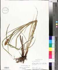 Carex typhina image