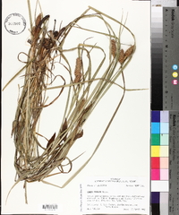 Carex typhina image