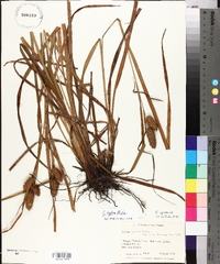 Carex typhina image