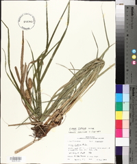 Carex typhina image