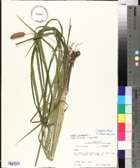 Carex typhina image