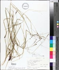 Carex venusta image