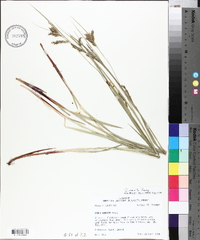 Carex venusta image