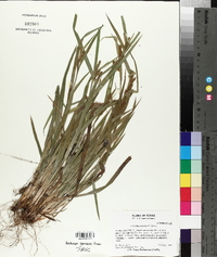 Carex flaccosperma image