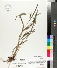 Carex flaccosperma image