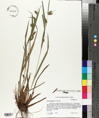 Carex flaccosperma image