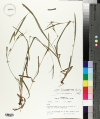 Carex flaccosperma image