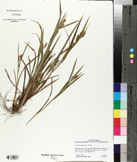 Carex flaccosperma image