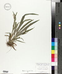 Carex flaccosperma image