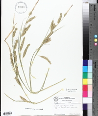 Carex cherokeensis image