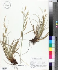 Carex cherokeensis image