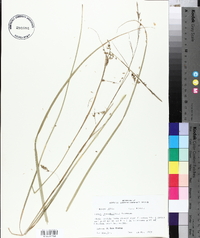 Carex cherokeensis image