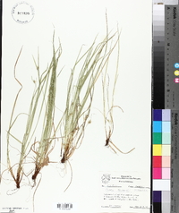 Carex jamesii image