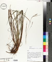 Carex ouachitana image