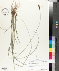 Carex oklahomensis image