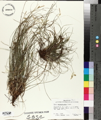 Carex planostachys image