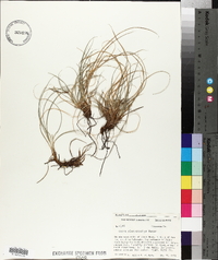 Carex planostachys image