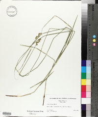 Carex normalis image