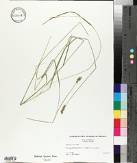 Carex normalis image