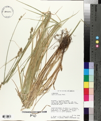 Carex normalis image