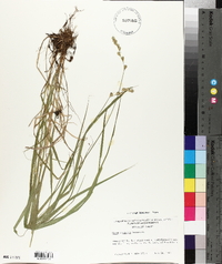 Carex projecta image