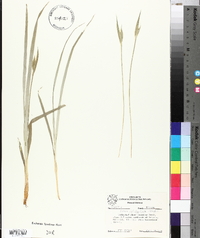 Carex latebracteata image