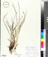 Carex latebracteata image