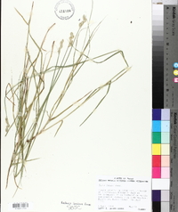 Carex longii image