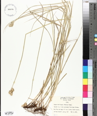 Carex reniformis image