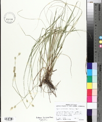 Carex reniformis image