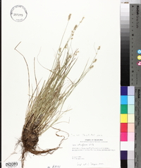 Carex retroflexa image