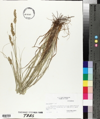 Carex triangularis image