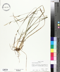 Carex striatula image