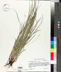 Carex willdenowii image