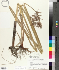 Cyperus articulatus image