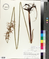 Cyperus articulatus image