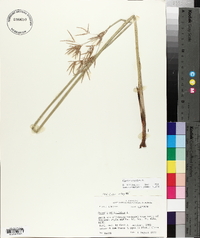 Cyperus articulatus image