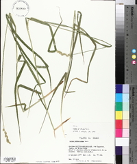 Carex tribuloides var. tribuloides image