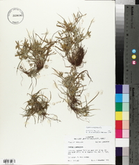 Cyperus compressus image