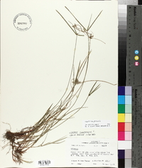 Cyperus compressus image