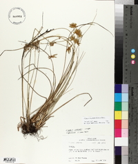 Cyperus oxylepis image