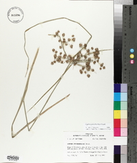 Cyperus pseudovegetus image