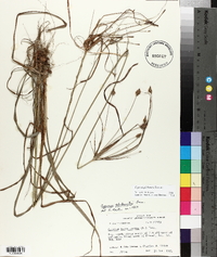 Cyperus plukenetii image