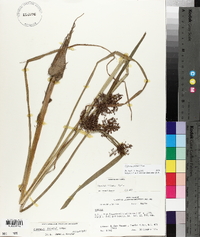 Cyperus pilosus image